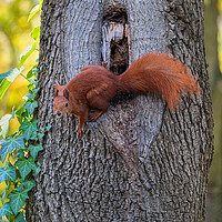 Buy canvas prints of Red Squirrel At Tree Hollow by Artur Bogacki