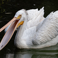 Buy canvas prints of American White Pelican With Open Beak by Artur Bogacki