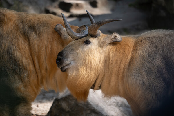 Tibetan Takin Goat-antelope Picture Board by Artur Bogacki