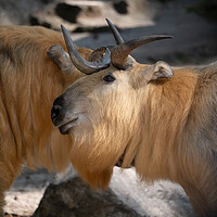 Buy canvas prints of Tibetan Takin Goat-antelope by Artur Bogacki