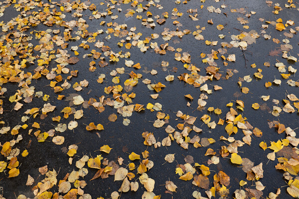 Fallen Autumn Leaves On Park Alley Background Picture Board by Artur Bogacki