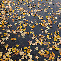 Buy canvas prints of Fallen Autumn Leaves On Park Alley Background by Artur Bogacki
