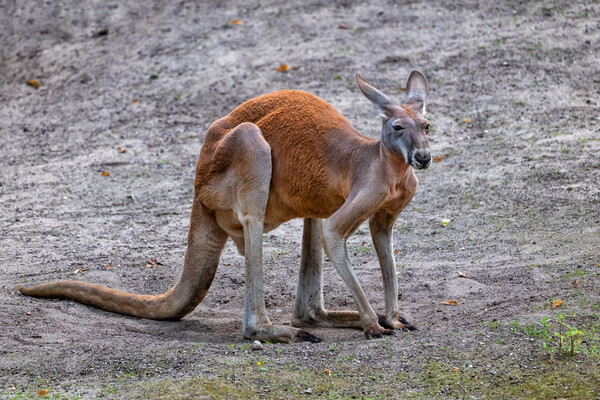The Red Kangaroo Picture Board by Artur Bogacki