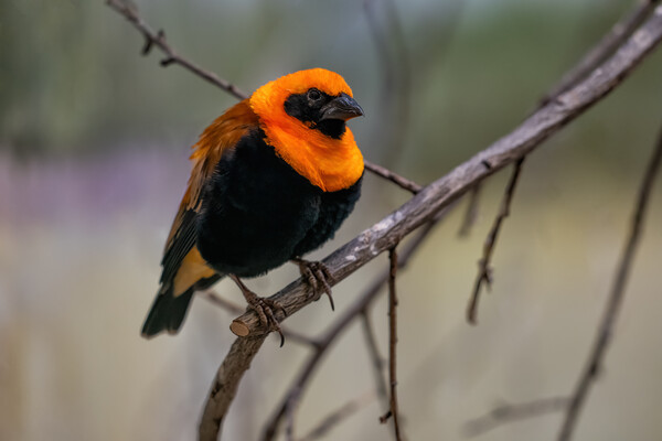 Orange Bishop Passerine Bird Picture Board by Artur Bogacki