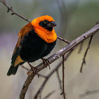 Buy canvas prints of Orange Bishop Passerine Bird by Artur Bogacki