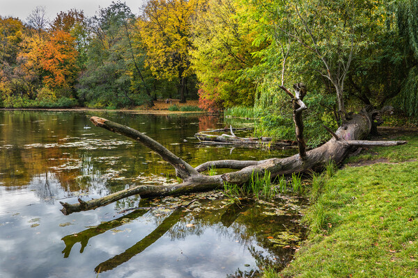Fallen Tree By The Lake Picture Board by Artur Bogacki