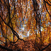 Buy canvas prints of Old Lakeside Tree With Golden Autumn Sunlight by Artur Bogacki