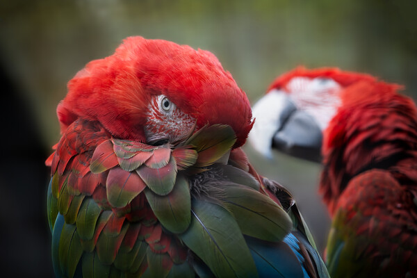 Green-winged Macaw Picture Board by Artur Bogacki