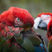 Buy canvas prints of Green-winged Macaw by Artur Bogacki