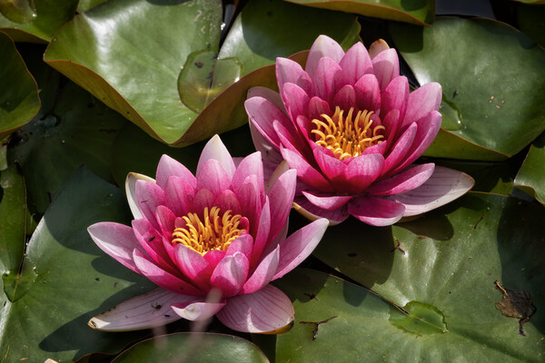 Water Lily In Bloom Picture Board by Artur Bogacki