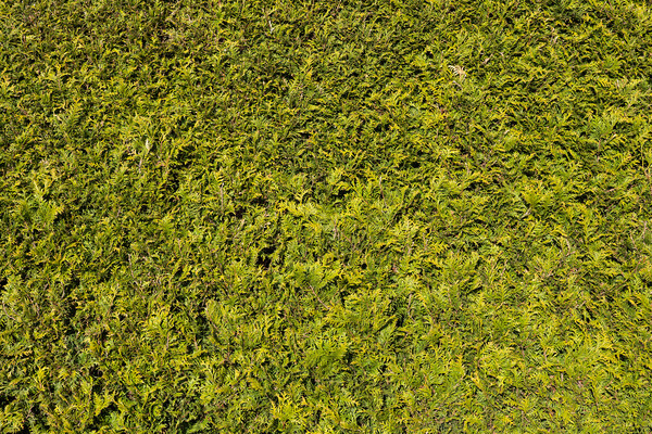 Natural Green Background Of Thuja Hedge Picture Board by Artur Bogacki