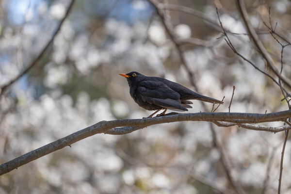 Eurasian Blackbird On Branch Picture Board by Artur Bogacki