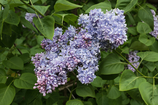 Common Lilac Syringa Vulgaris Flowers In Bloom Picture Board by Artur Bogacki