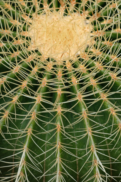Barrel Cactus Abstract Batural Background Picture Board by Artur Bogacki
