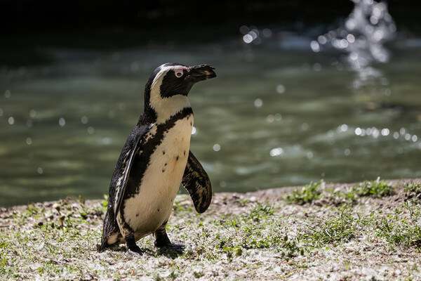 African Penguin By The Water Picture Board by Artur Bogacki