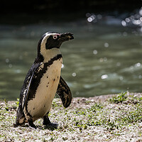 Buy canvas prints of African Penguin By The Water by Artur Bogacki