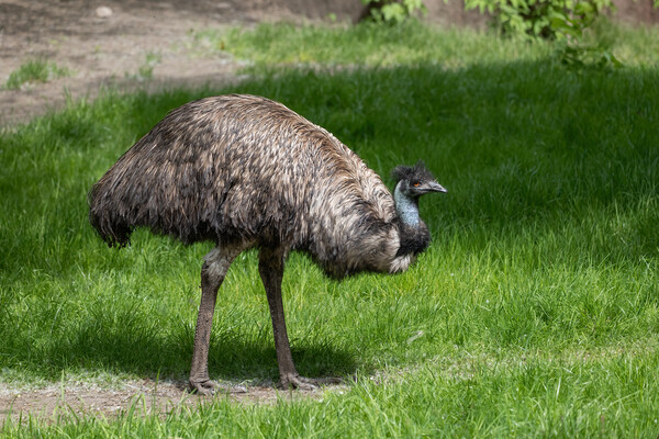Emu Bird In The Meadow Picture Board by Artur Bogacki