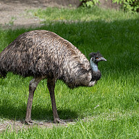 Buy canvas prints of Emu Bird In The Meadow by Artur Bogacki