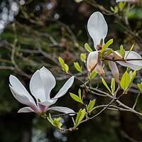 Buy canvas prints of Magnolia Soulangeana Alexandrina Spring Flowers by Artur Bogacki
