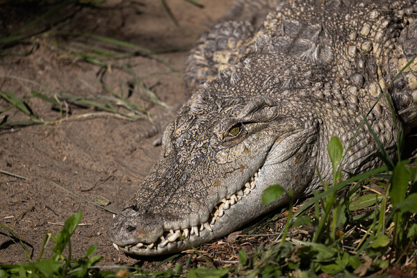 The Siamese Freshwater Crocodile Head Picture Board by Artur Bogacki