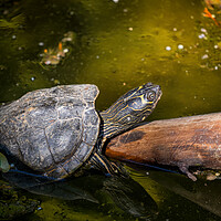 Buy canvas prints of Mississippi Map Turtle Warm Up In The Sun by Artur Bogacki