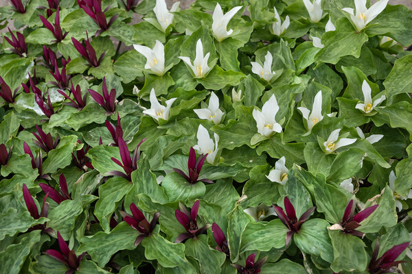 Giant Trillium With Blooming Flowers Picture Board by Artur Bogacki