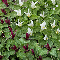 Buy canvas prints of Giant Trillium With Blooming Flowers by Artur Bogacki