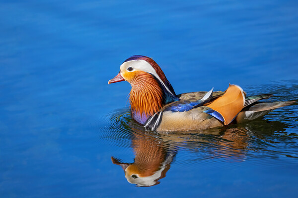 Mandarin Duck Swimming In Lake Picture Board by Artur Bogacki