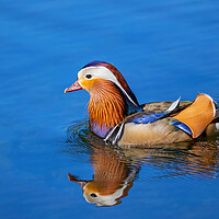 Buy canvas prints of Mandarin Duck Swimming In Lake by Artur Bogacki