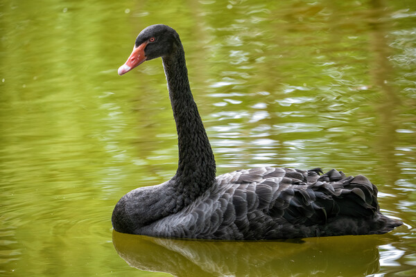 Black Swan In The Lake Picture Board by Artur Bogacki