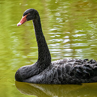 Buy canvas prints of Black Swan In The Lake by Artur Bogacki