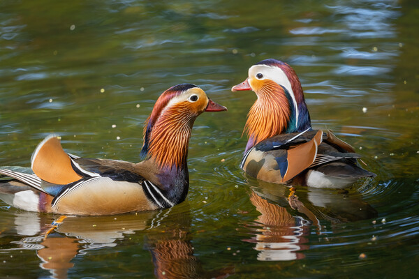 Mandarin Ducks In The Lake Picture Board by Artur Bogacki