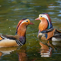 Buy canvas prints of Mandarin Ducks In The Lake by Artur Bogacki