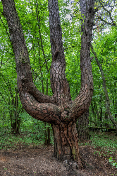 Old Triple Pine Tree In Trident Shape Picture Board by Artur Bogacki