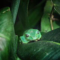 Buy canvas prints of Chinese Flying Frog On Leaf by Artur Bogacki