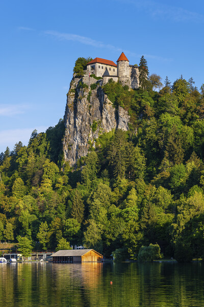 The Bled Castle And Lake In Slovenia Picture Board by Artur Bogacki