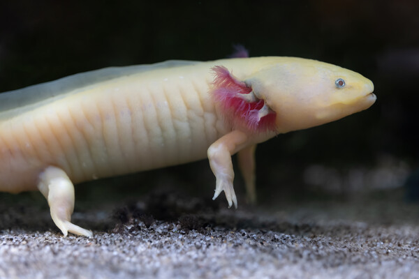 Axolotl Paedomorphic Salamander Picture Board by Artur Bogacki