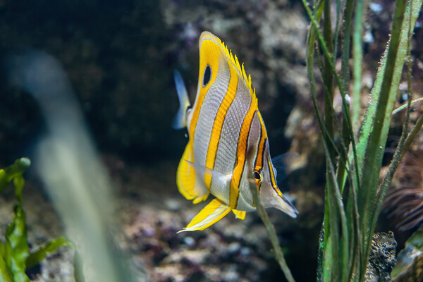 The Copperband Butterflyfish Picture Board by Artur Bogacki