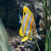 Buy canvas prints of The Copperband Butterflyfish by Artur Bogacki