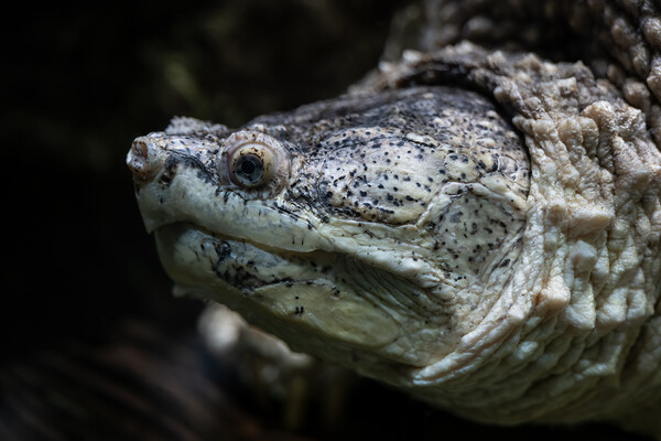 Common Snapping Turtle Underwater Portrait Picture Board by Artur Bogacki