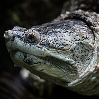 Buy canvas prints of Common Snapping Turtle Underwater Portrait by Artur Bogacki