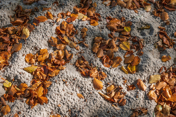 Fallen Autumn Leaves In Sand Picture Board by Artur Bogacki