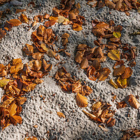 Buy canvas prints of Fallen Autumn Leaves In Sand by Artur Bogacki