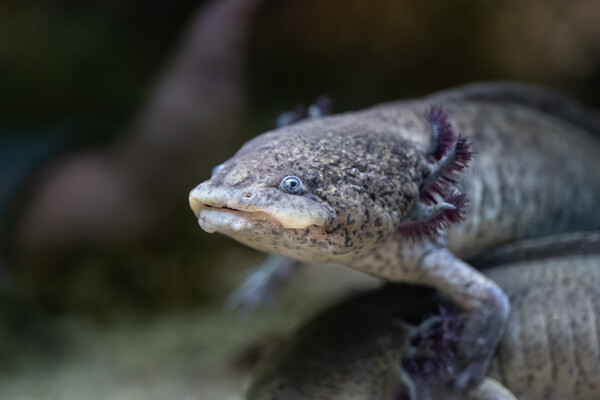 Axolotl Salamander Ambystoma Mexicanum Picture Board by Artur Bogacki