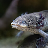 Buy canvas prints of Axolotl Salamander Ambystoma Mexicanum by Artur Bogacki