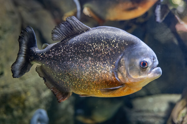The Red-bellied Piranha Fish Picture Board by Artur Bogacki