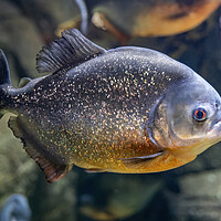 Buy canvas prints of The Red-bellied Piranha Fish by Artur Bogacki