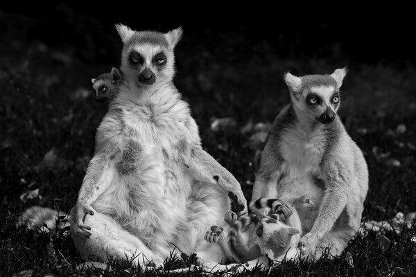 Lemur Catta Family Picture Board by Artur Bogacki