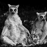 Buy canvas prints of Lemur Catta Family by Artur Bogacki