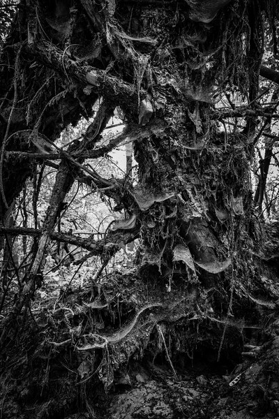 Fallen Tree Nature Abstract Picture Board by Artur Bogacki